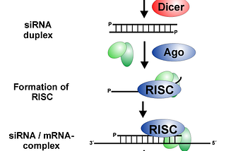 The Silencing of CDKN3 to Treat Kidney Cancer