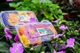 Produtores de flores em Alvorada buscam visibilidade do público local