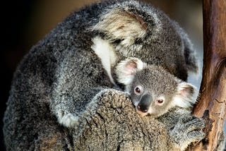 Matching: Koalas On Fire — Part 2