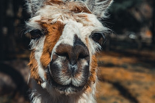 Hottubs and Llamas