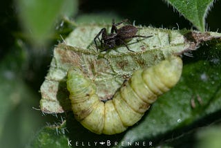 Arachnews: April 20, 2020