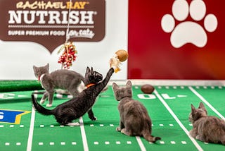 >‹2021›✅ Kitten Bowl Live Stream | Kitten Bowl — See the Cutest Kittens on TV! #kittenbowl