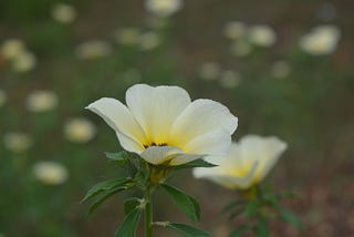 Earth laughs in Flowers