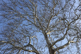 So now I can publish directly from my iPhone to Medium. Why not share this photo from my afternoon…