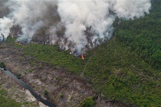 Our Tropical Forests are Burning: Here’s How To Stop It