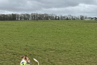 Small tan and white dog with a yellow, high visibility harness, standing in a field, in the foreground. In the background, the field stretches to the horizon, where it meets a row of trees. The sky is full of grey clouds.