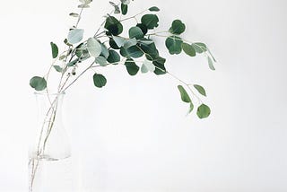 Decorating your Home with Eucalyptus