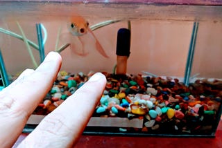 Keeping a fish as a pet