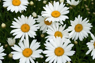 Daisy….