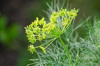 No, Dill Isn’t Just for Pickles