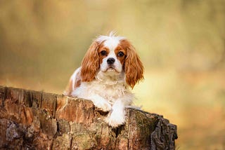 Why the Cavalier King Charles Spaniel Makes Me So Sad