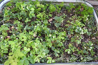 Photo of my strawberries and parsley