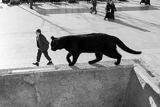 Famous image of a black cat walking on top of a wall, whilst a man in the background walks just in front, looking like he is the size of a mouse relative to the cat.