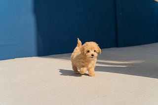 How to choose the best small dog breed for your family