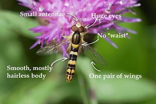 How to tell the difference between bees, wasps, and flies