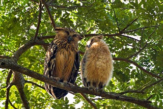 A Rare Daytime Encounter with Owls