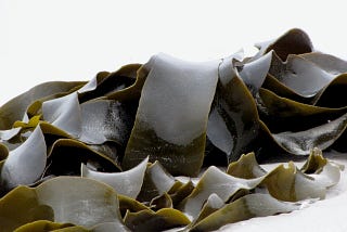 Photo: thick, succulent, dark-brown ribbons of kelp, glistening in the light, on an overexposed background.