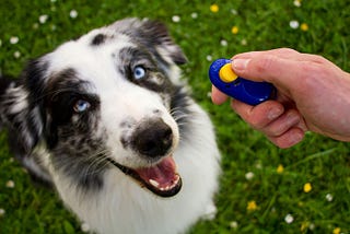 Find expert dog training St Helens