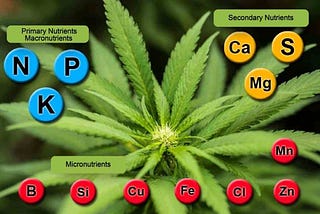 PARTE I: Nutrientes esenciales para el crecimiento de la planta de cannabis.