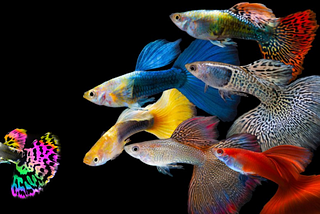 Flakes or Pellets: Which One is Better for Guppies?