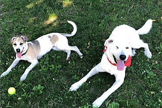 What to consider before adopting or buying a dog