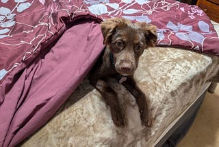 Puppy on a bed with his head sticking out from under the bed spread.