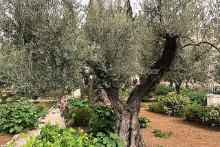 A Table in Gethsemane