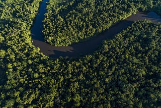 Malaysian firm bidding to clear Papua forest loses court bid, but deforestation persists