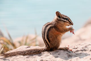 The Adorable Habit of Chipmunks Eating Nuts