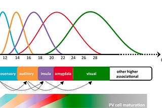 Critical period