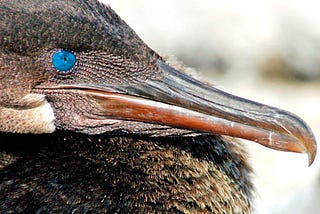 Galapagos Flightless Cormorant
