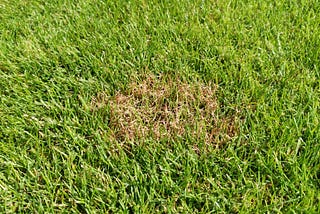 Common Lawn Diseases