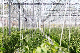 A greenhouse: rows of plants with long white watering tubes hanging down from the ceiling.