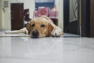 We Need a New Term for ‘Pet Owner’