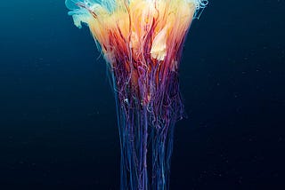 Jellyfish quest