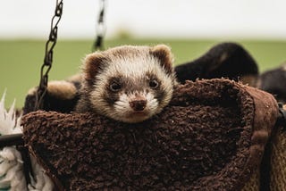 Hey, Will Ferret. I got a Ferrel to Pluck With You!