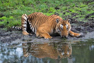 Tiger ( Prince of Bandipur )