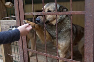 For the dog-obsessed: “Kahu”