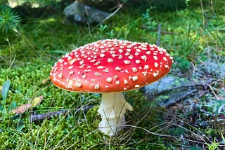 Amanita Mushrooms Are NOT Magic Mushrooms