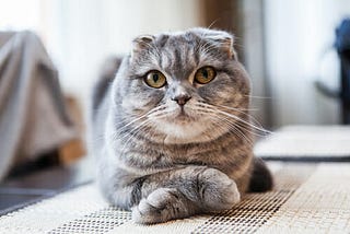 Scottish Fold Munchkin Cat