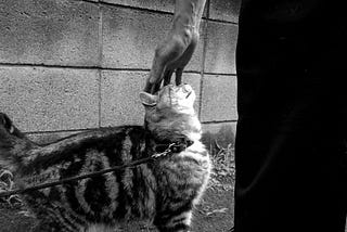 Mi gato me rasguñó