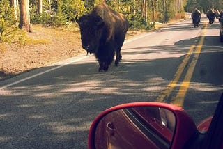 How Not To Die In: Yellowstone: Part 2: Respect The Wildlife (Bison Edition)