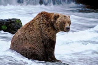 Fishing bear, sitting on the job