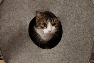 Our Cat Was Gone For Almost A Year. This Is How We Found Him.