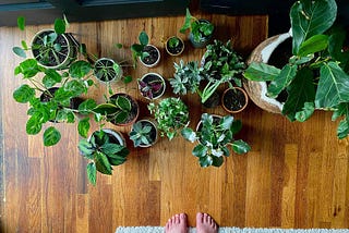 These 8 Indoor Plants Won’t Die Easy