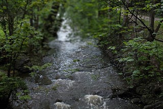Photo of a swollen rivulet with water rushing. The scene is quite dark, it is obviously an overcast, rainy day. Around the rivulet are green trees with dark trunks. The picture is in sharp focus only on some leaves in the middle ground.