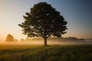 An oak tree next to a bench.