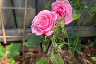 A pair of pink roses in a backyard garden in front of a wooden fence