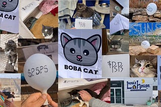 The Genesis and Growth of BobaCat: A Token with Purpose