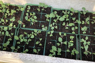 Covid Day Six— Neglected Seedlings